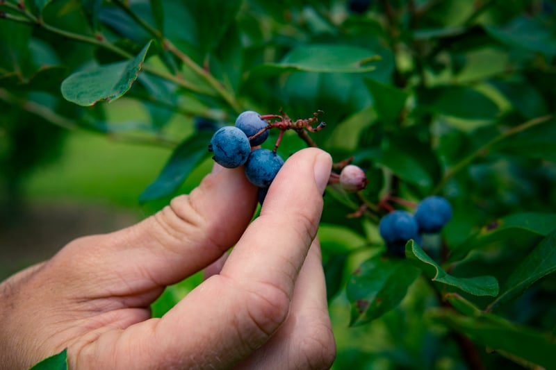 Hand-picking-fresh-organic-blueberries-1499857