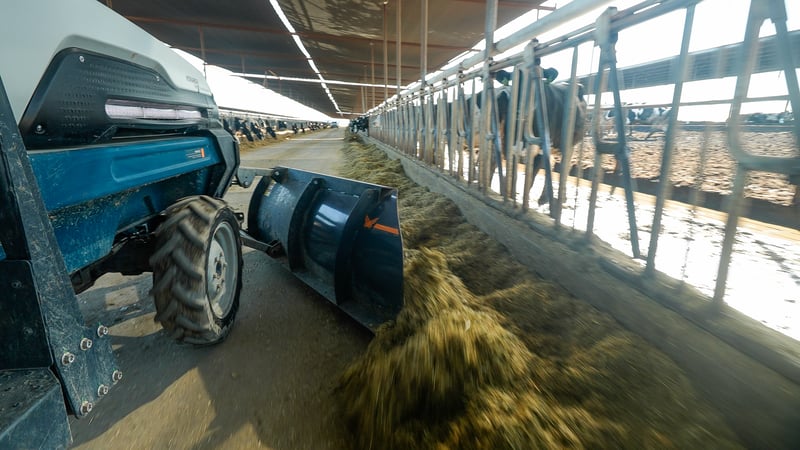 Action image of Monarch MK-V Dairy with its tractor battery and feed push blade implement, pushing hay closer to cows in a dairy aisle. Appears as if tractor is driving away from you. 