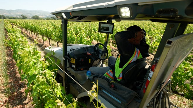 Tractor driver sits in a compact tractor with his hands behind his head as the tractor drives in a straight line between grapevines.