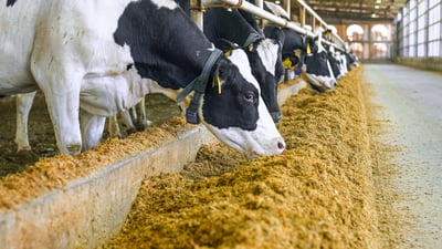 dairy cows at dairy farm