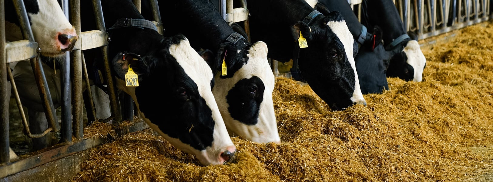 Closeup of cows with black and white coloring on their faces reach through the metal fencing to eat their food. One cow nearly pushed her entire face into the piled up feed. 