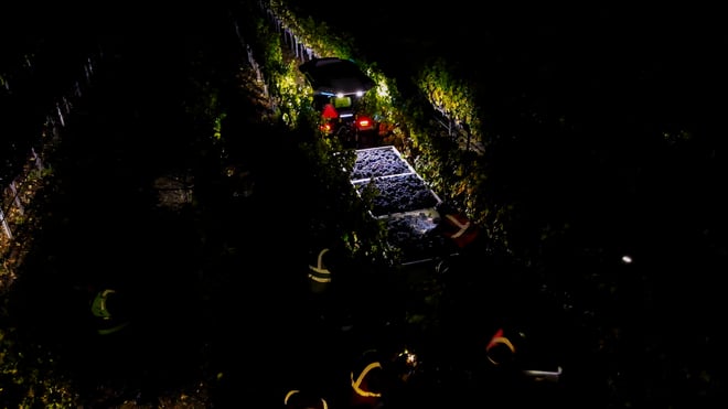 Monarch MK-V, an electric tractor and vineyard tractor lights the rows during a nighttime grape harvest.