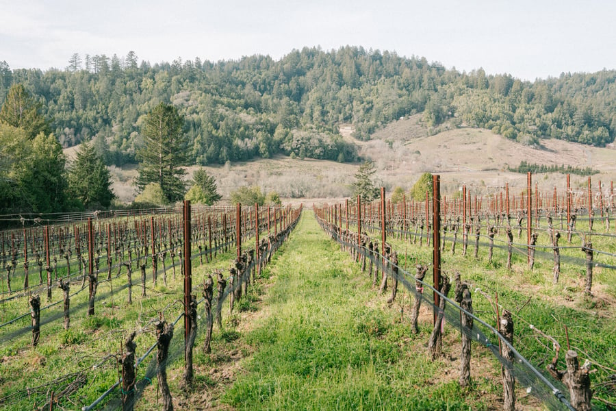 The EQIP Program can protect natural resources such as this lush, organic vineyard backdropped with California's foothills and pine trees. 