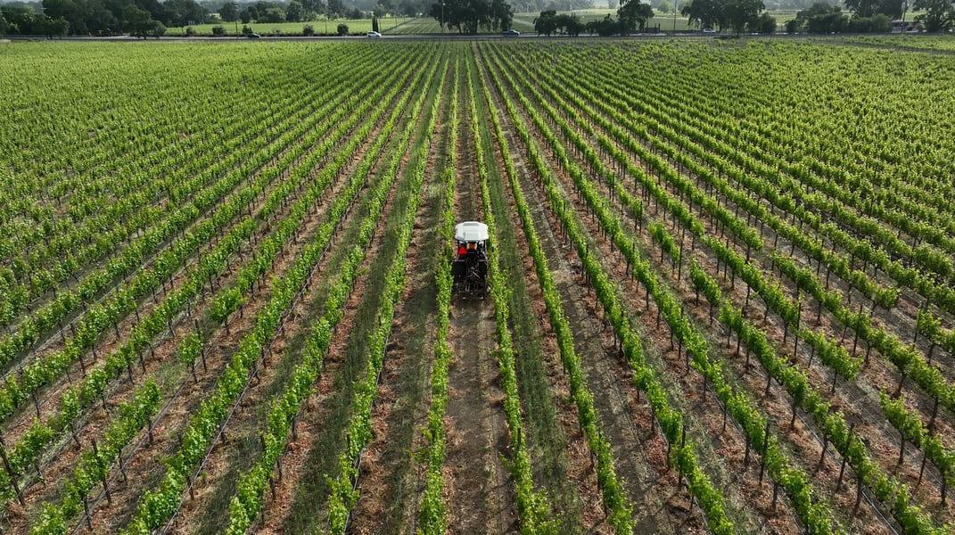 Monarch compact farming tractor mows the narrow rows between verdant green grapevines. Image behind the compact tractor with the farming tractor centered between many long, straight rows for a geometric perspective. . 