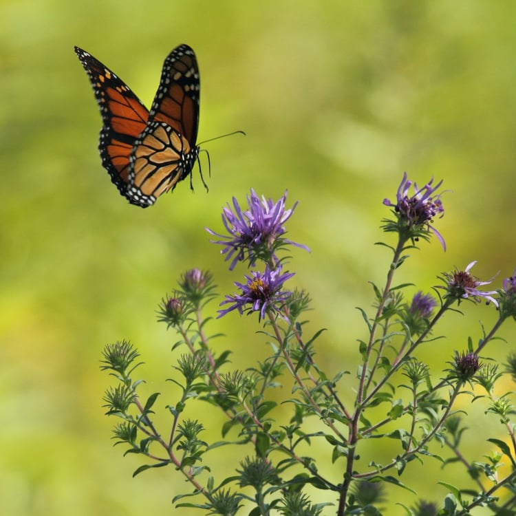 Monarch_Butterfly_Unsplash